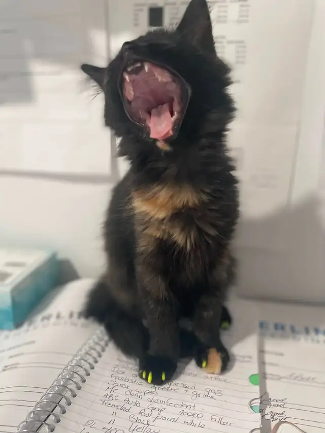 CALICO FEMALE CAT - MICROCHIPPED - MISSING! - Photo 2