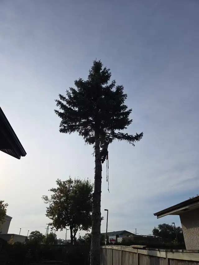 tree removals and prunning