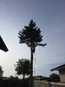 tree removals and prunning