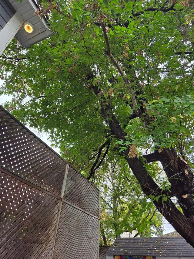 tree removals and prunning - Photo 2