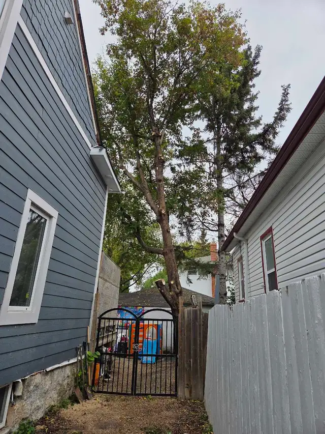 tree removals and prunning - Photo 3