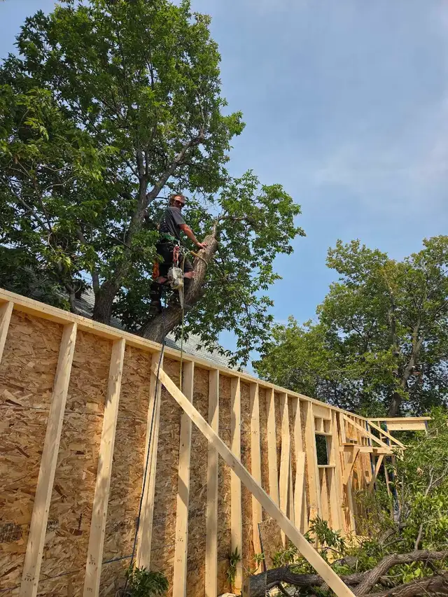 tree removals and prunning - Photo 4