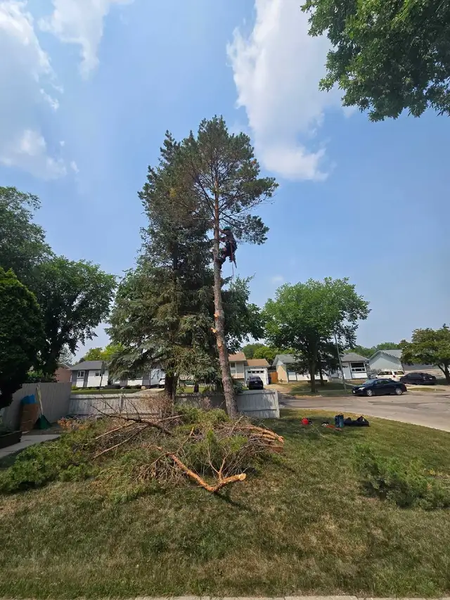 tree removals and prunning - Photo 5