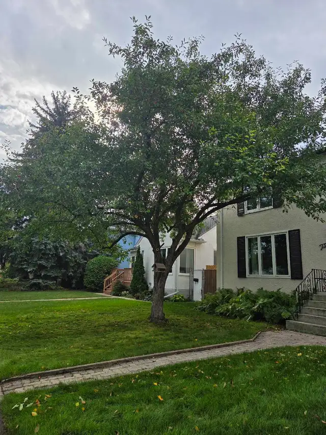 tree removals and prunning - Photo 7