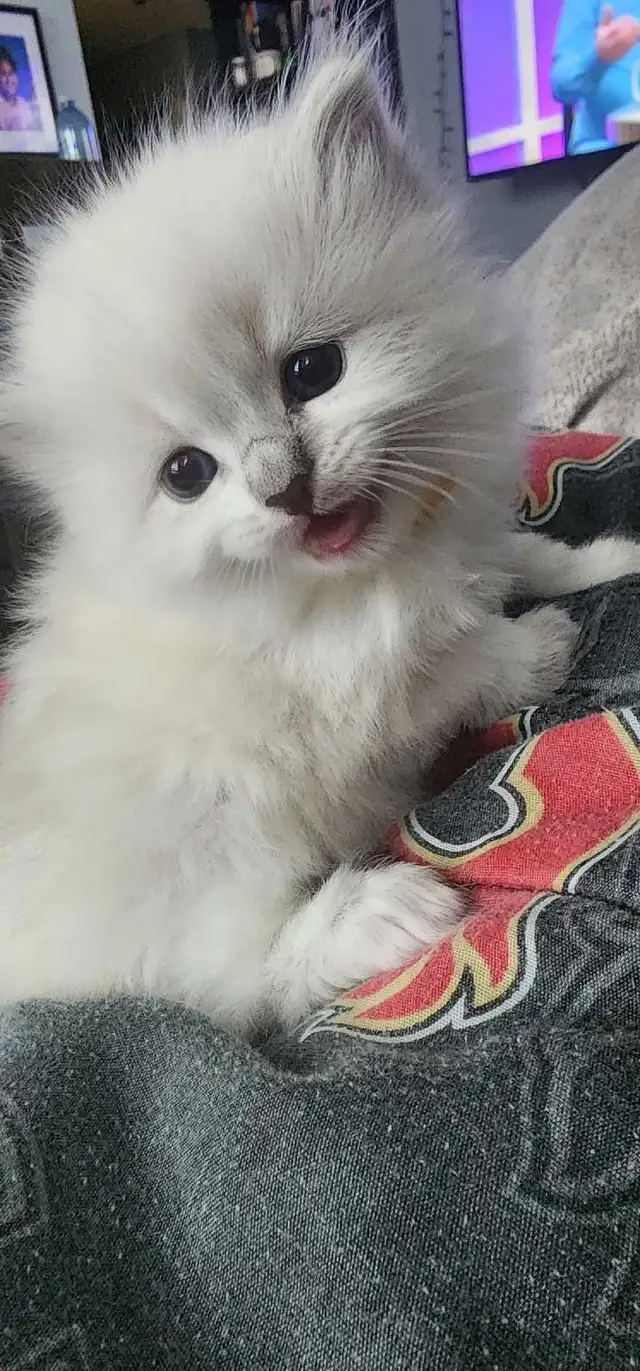 Gorgeous ragdoll kittens