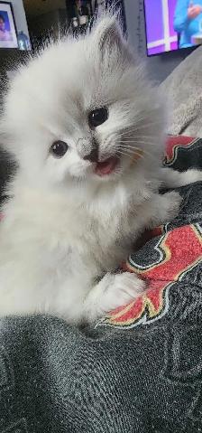 Gorgeous ragdoll kittens