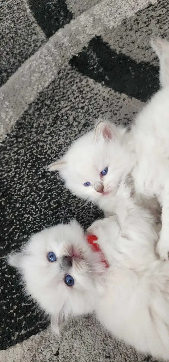 Gorgeous ragdoll kittens - Photo 2