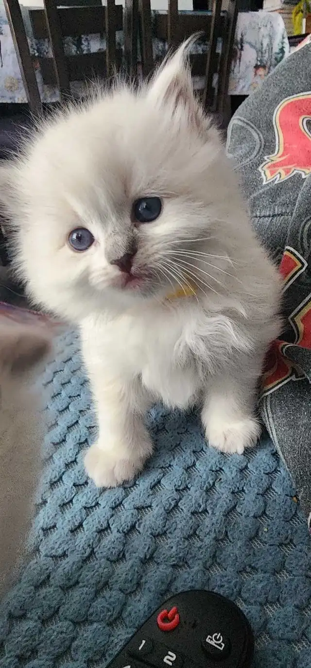 Gorgeous ragdoll kittens - Photo 3