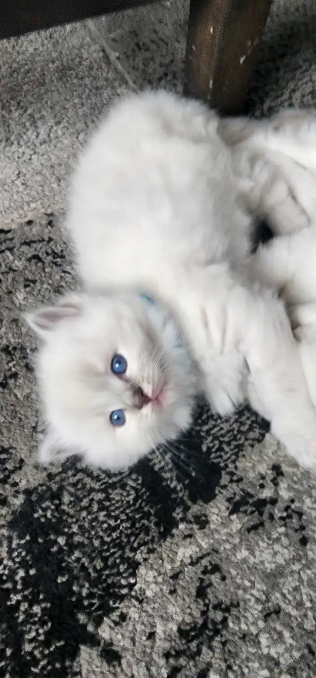 Gorgeous ragdoll kittens - Photo 4