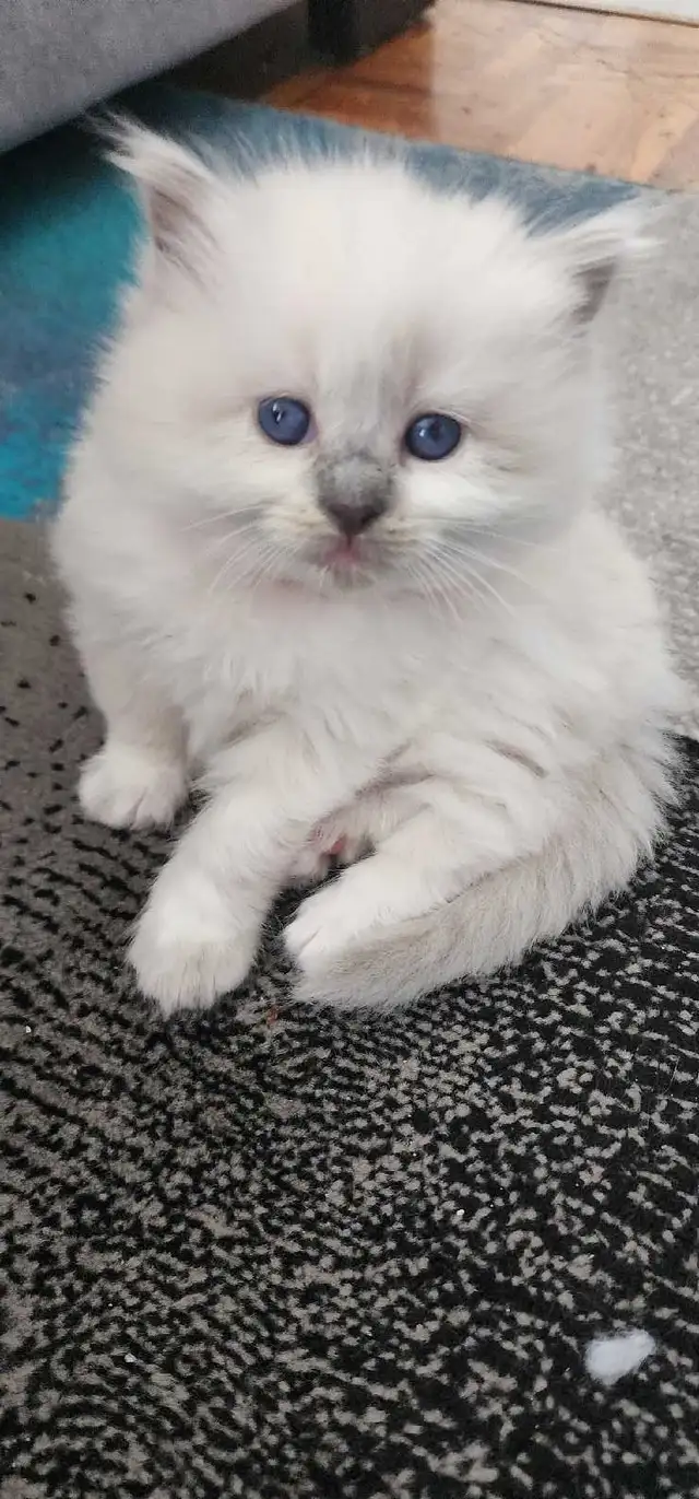 Gorgeous ragdoll kittens - Photo 5