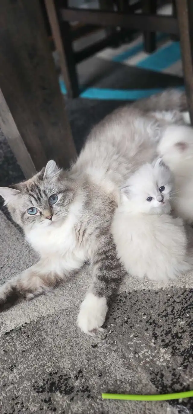 Gorgeous ragdoll kittens - Photo 6
