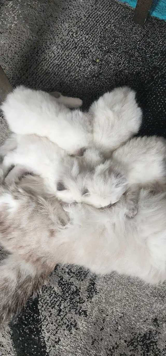 Gorgeous ragdoll kittens - Photo 8