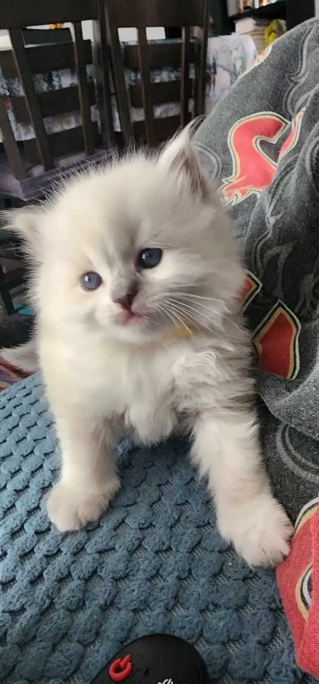 Gorgeous ragdoll kittens - Photo 9