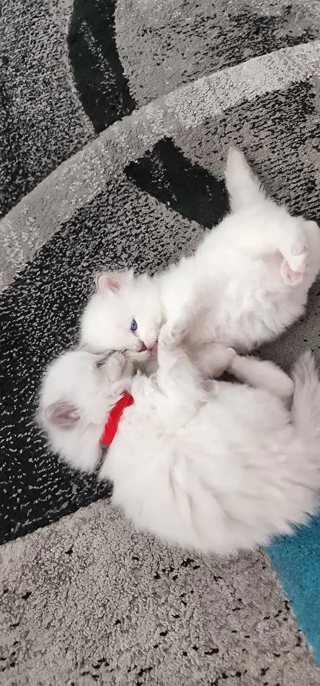 Gorgeous ragdoll kittens - Photo 10