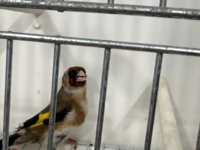 Male goldfinches for sale