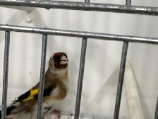 Male goldfinches for sale
