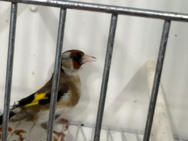 Male goldfinches for sale - Photo 2