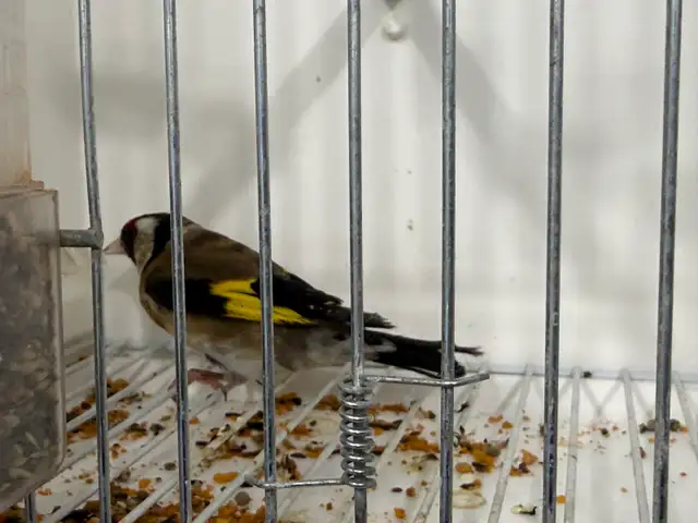 Male goldfinches for sale - Photo 3