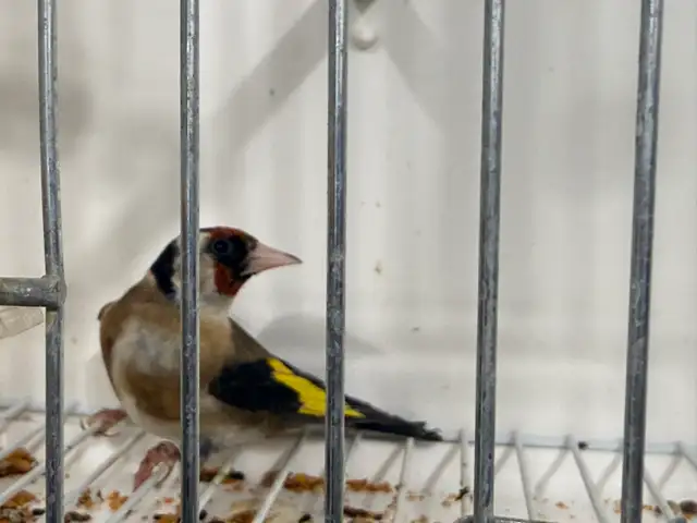 Male goldfinches for sale - Photo 4