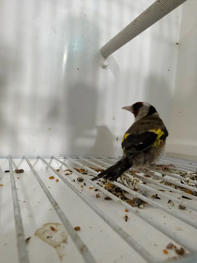 Male goldfinches for sale - Photo 5