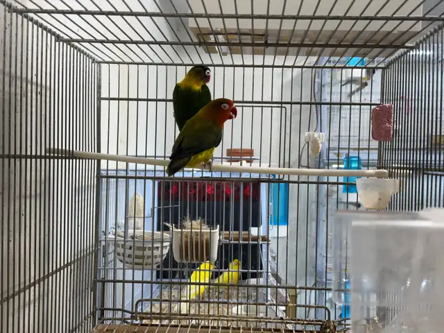 Pair Lovebirds for sale