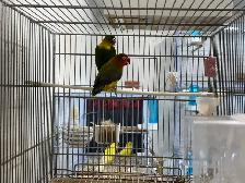 Pair Lovebirds for sale