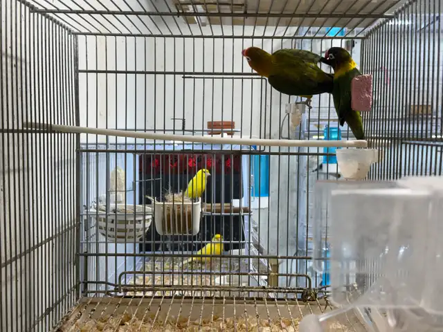 Pair Lovebirds for sale - Photo 2