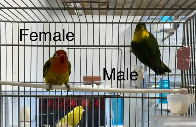 Pair Lovebirds for sale - Photo 3