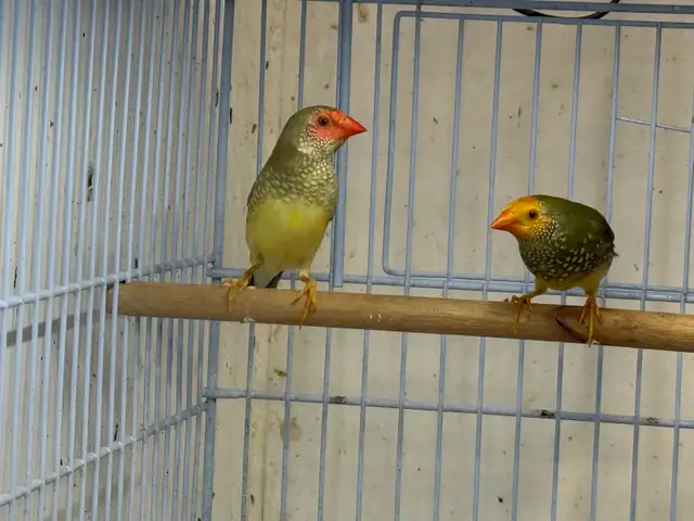 star finches for sale