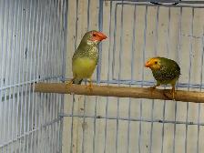 star finches for sale