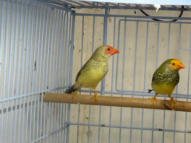 star finches for sale - Photo 2