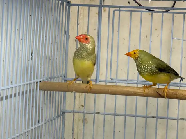 star finches for sale - Photo 3