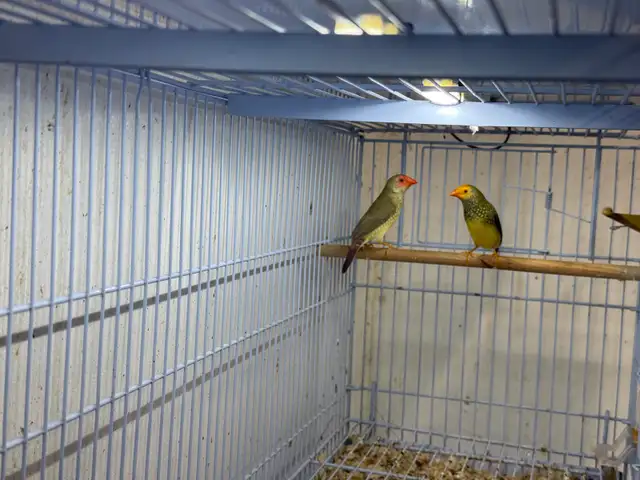star finches for sale - Photo 4
