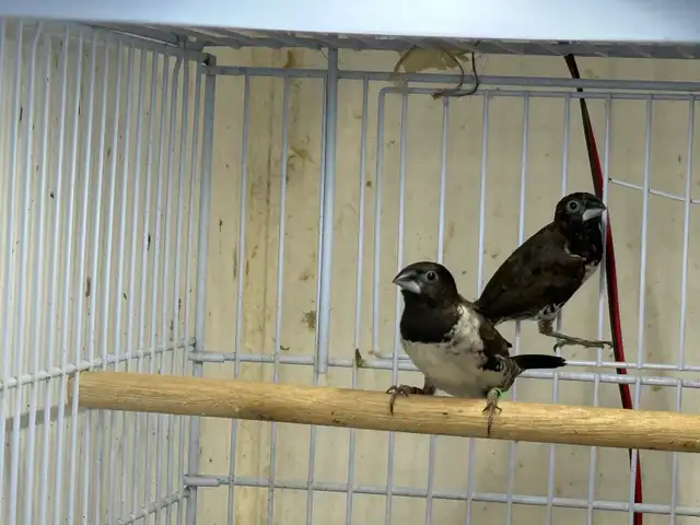 pair Bronze Mannikins finches