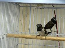 pair Bronze Mannikins finches