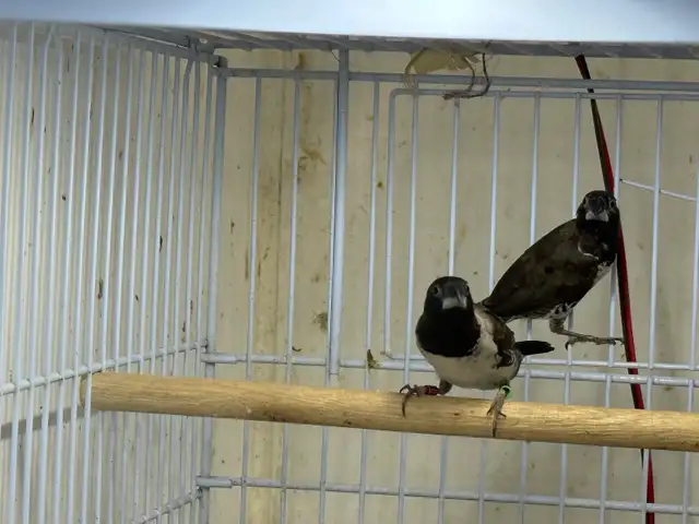 pair Bronze Mannikins finches - Photo 2