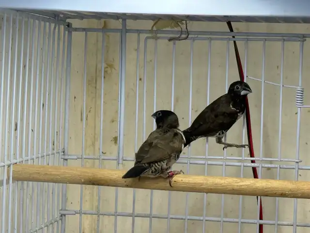 pair Bronze Mannikins finches - Photo 3