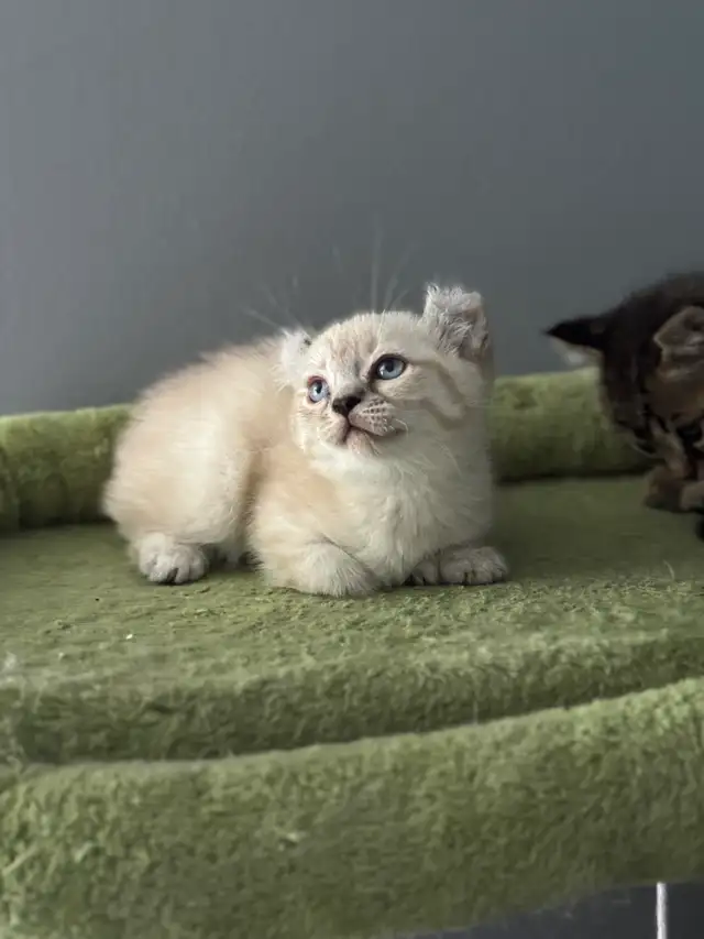 chatons Highland Lynx pure race - Photo 2