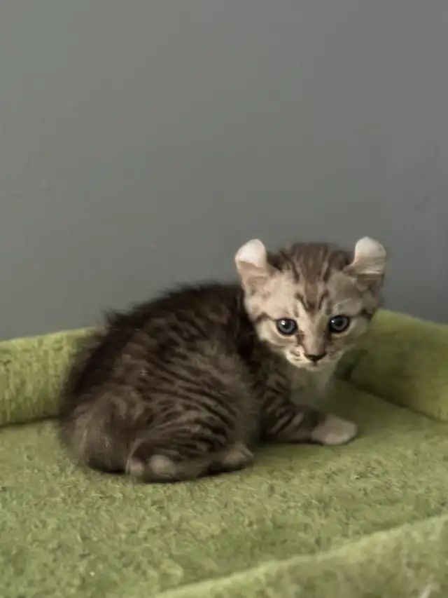 chatons Highland Lynx pure race - Photo 4