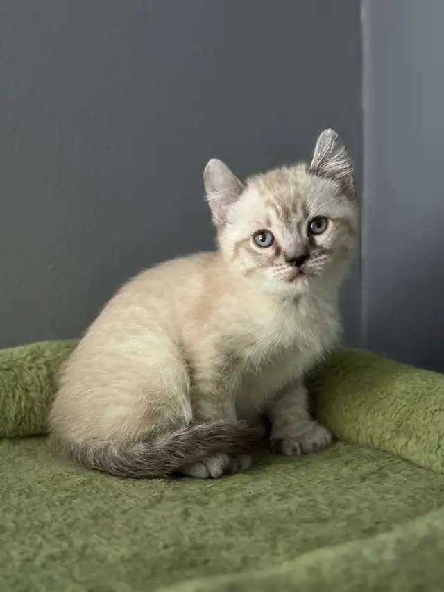 chatons Highland Lynx pure race - Photo 5