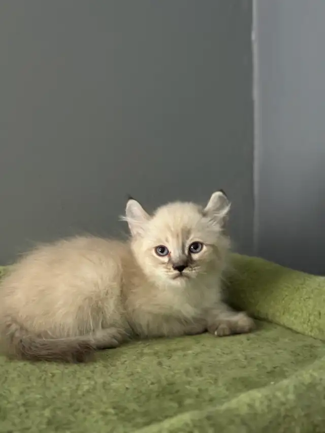 chatons Highland Lynx pure race - Photo 6