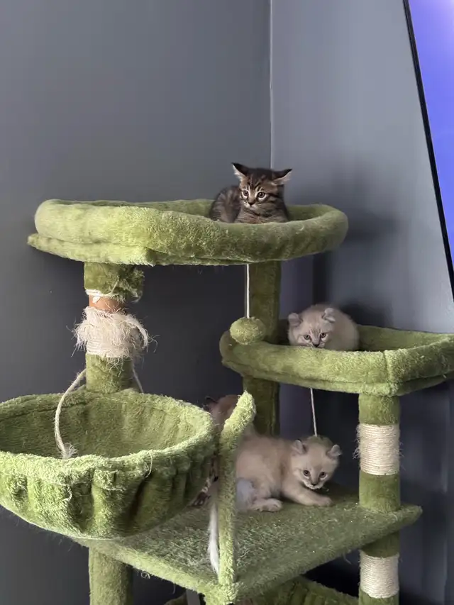 chatons Highland Lynx pure race - Photo 7