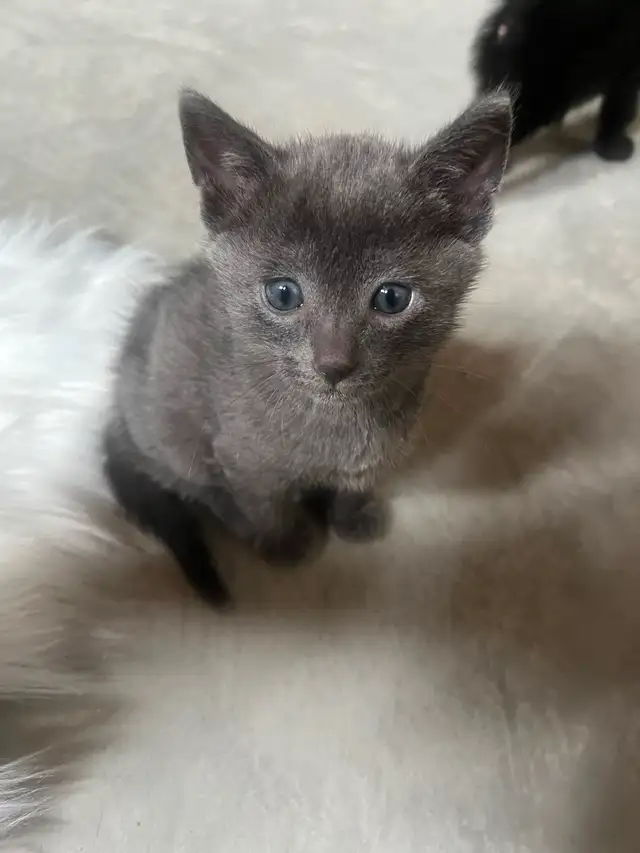 Russia Blue Female Kittens for Rehoming