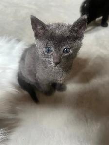 Russia Blue Female Kittens for Rehoming