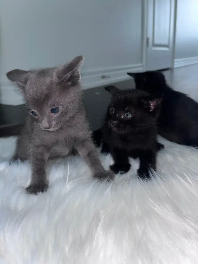 Russia Blue Female Kittens for Rehoming - Photo 2