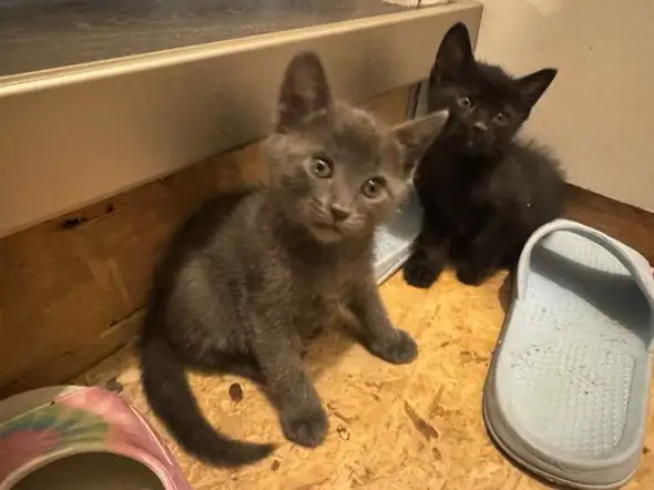 Russia Blue Female Kittens for Rehoming - Photo 3