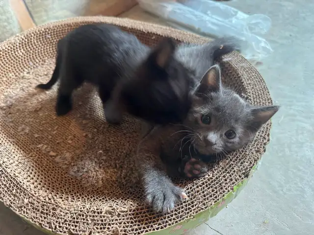 Russia Blue Female Kittens for Rehoming - Photo 4