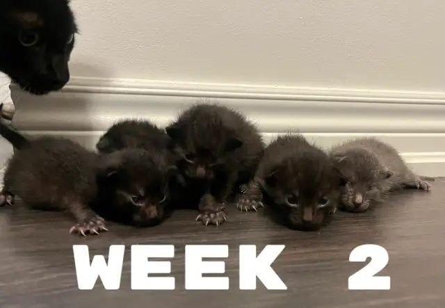 Russia Blue Female Kittens for Rehoming - Photo 5