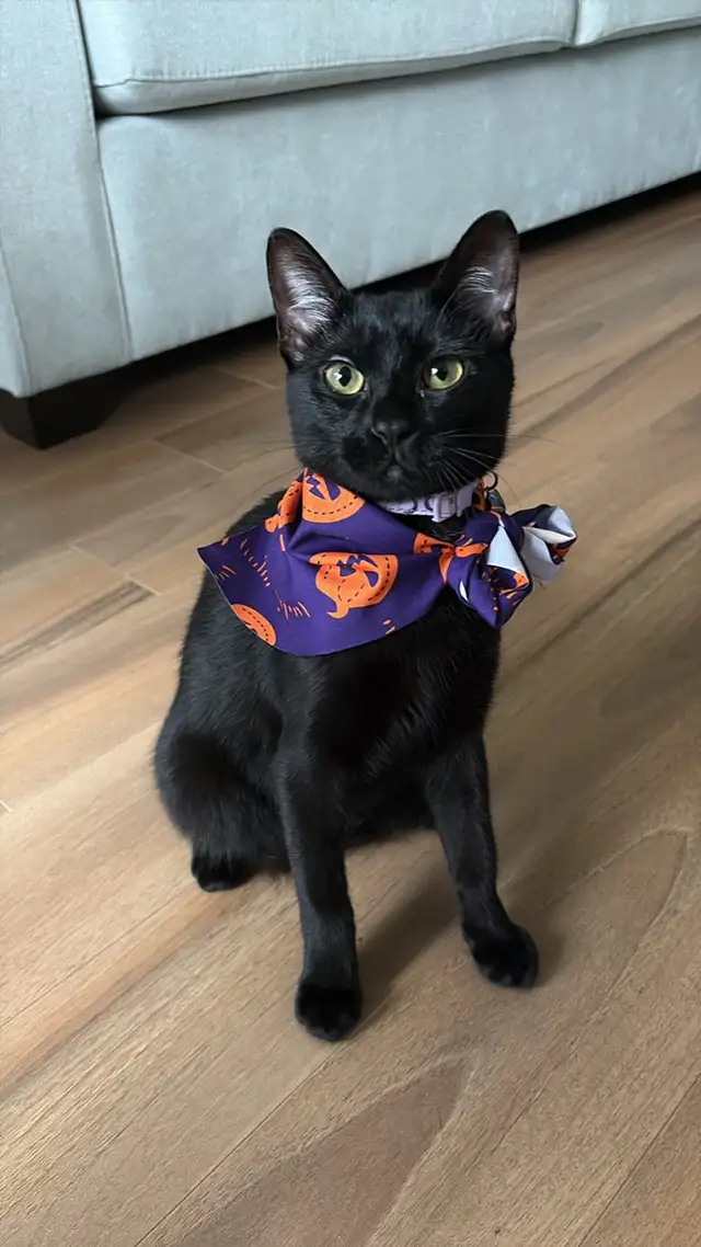 Russia Blue Female Kittens for Rehoming - Photo 6