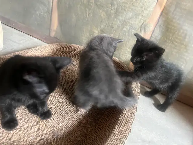 Russia Blue Female Kittens for Rehoming - Photo 7